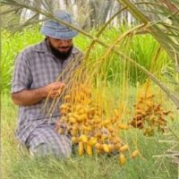 المزارع الصغير (@nalbadaai) 's Twitter Profile