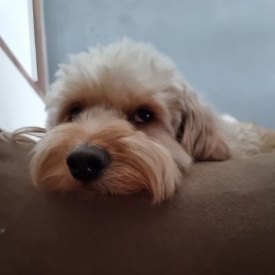 WhiskeyboySG Profile Picture