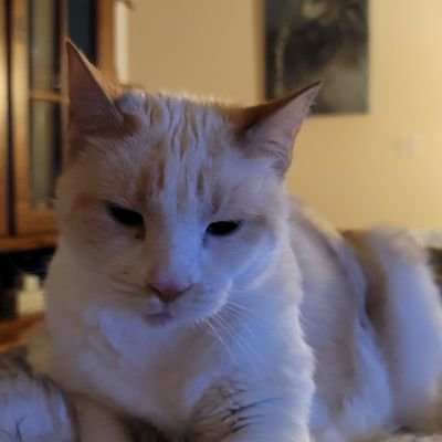Conservative! Learned in Life Lessons. Love USA 🇺🇸+ Siamese. ❤️ Progress, Hate Progressivism (which is antithetical to progress). Ministry of Silly Walks.