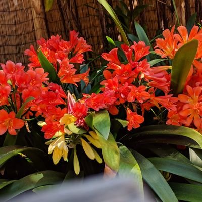 DrDino_Raghu's profile picture. 