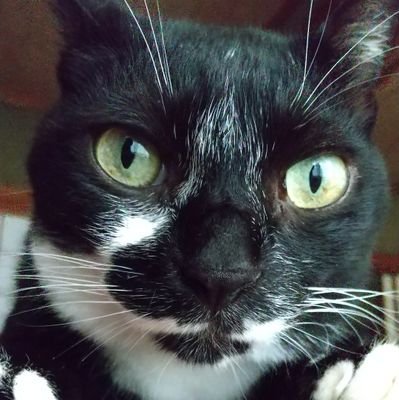 bTsMFyr5edbsWO9's profile picture. 猫が好き、落語が好き、朝ドラ『ちりとてちん』『おかえりモネ』大好き。「いいね」押しまくるアナログ人間です。