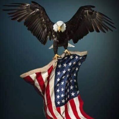 bullybreed74's profile picture. 