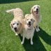 Willow, Tucker and Peaches (@WillsTuckPeach) Twitter profile photo