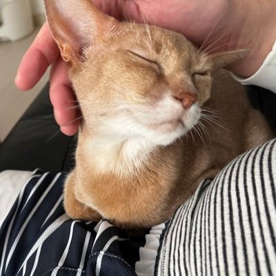 SWALLOWJAPAN's profile picture. 