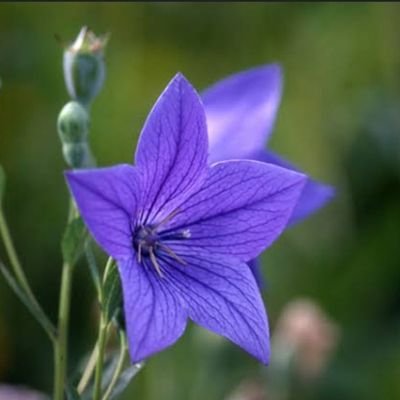 SlowLife0v0's profile picture. 以前はプレゼントしてもらった観葉植物もなぜかいつの間にか枯らしてしまうほどだったのに、この頃はかわいい新芽を見つけたりつぼみがふくらむのを見ることに幸せを感じて暮らしています。