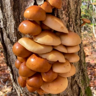 きのこを撮る＆採るのが好き🍄                    ゆるっと登山                                                 まったり山菜採り                                          マイペースで釣り