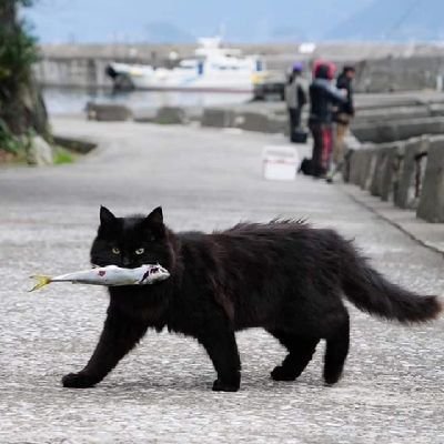 日本を愛してます。何回も停止くらいましたが、反日、パヨクには負けるわけにはいきません。学校教育に教育勅語。教科書検定不合格教科書による正しい歴史教育。旧皇族復帰による男系皇室の維持。憲法改正による日本国軍の設立。親中議員、マスゴミの一掃。外国勢力による日本国内の土地の売買禁止。外国人参政権反対。夫婦別姓反対。
