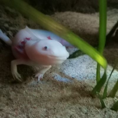 I_noah_is_kewl's profile picture. just a schleepy guy