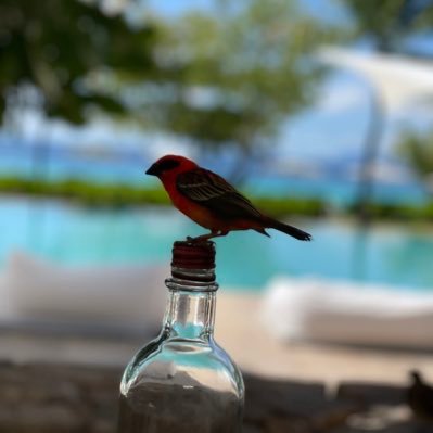 DrLaszloKiraly's profile picture. Founder SMILEEYES GRUPPE