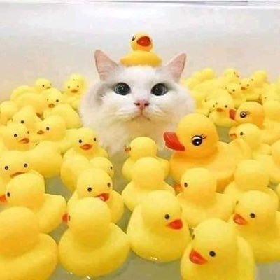 lovegriss's profile picture. 鯨は食べ物