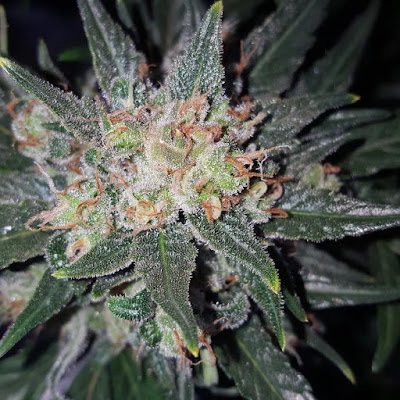 Donseyesareopen's profile picture. 