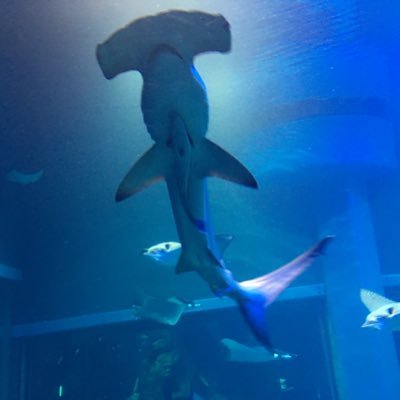 kojikoj04901389's profile picture. デラックス×デラックス / #デラデラ / #カロリー / 🍎🍊🍋🍈🍑🍇🥥 / #フルファミ / 🐢🐬🦈🐺🐶🦊 / #ifif / 水族館 / サメ / シュモクザメ担 / #横浜DeNAベイスターズ