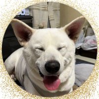 一匹狼 (@just_meeeet) 's Twitter Profile Photo