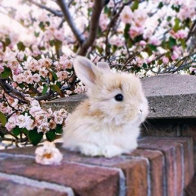 If you Love Cute Rabbit. You Follow us for get more Update Picture and reels.