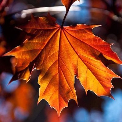 Ummi_TripleA's profile picture. 