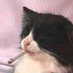 chris (@tearsofcats_) Twitter profile photo chris (@tearsofcats_) Twitter profile photo