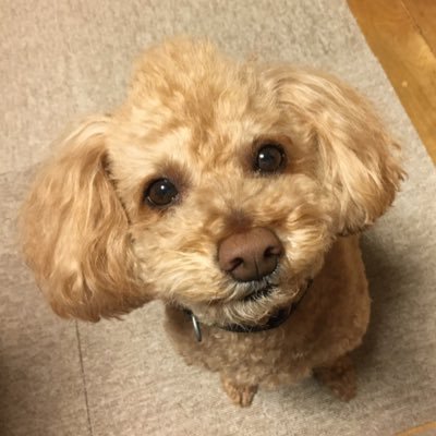 6vKk2's profile picture. BOOWY、布袋寅泰さん、男闘呼組、成田昭次くん、成田商事、NARITA THOMAS SIMPSON、Rock on social Club、ハンドメイド 、お城巡り、スポーツ漫画アニメ、ミステリー小説、愛犬ハル(トイプー)が大好き♪