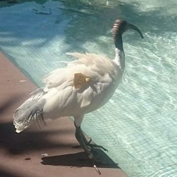 its_ermintrude's profile picture. I'm a cis woman not a bird. Pronouns In Bio - She/Her. Transphobes are stupid.
Musician, artist, music producer; queer, weird, often cranky.