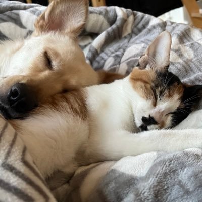 순돌 🐕 가을 🐈 럭키🌈 진도믹스와 코숏을 특별히 더 사랑합니다…👍 오프리쉬, 산책냥 칼차단 #사지말고입양하세요