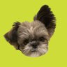 channono120's profile picture. Chihuahua x Shihtzu She/Her  チワシー のの 女の子です。片耳だけなぜか立ち上がりました🤔アシンメトリーでおしゃれな感じです。