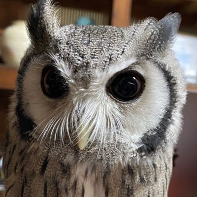 konegi_owl Profile Picture