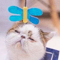 もふもふ集 (@mofmoflike) 's Twitter Profile