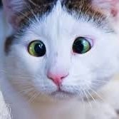 HAVALOX's profile picture. 