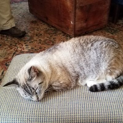 MountainMama215's profile picture. I am a live person! PATRIOT 🇺🇸 Conservative Christian⛪ #AmericaFirst.
 💖🇺🇸  💖🇮🇱  💖🇬🇧  #PROLIFE   
The Best is yet to Come!  🇺🇸🇺🇸🇺🇸