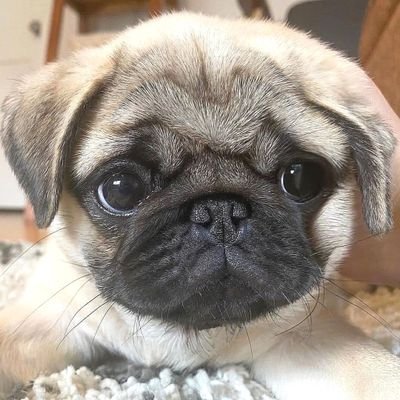 🇺🇸🇺🇸🇺🇸Hi,I am Emily . I am always excited to share pictures of my pugs with friends and family, If you are a real pug lover, you can follow me.🇺🇸🇺🇸