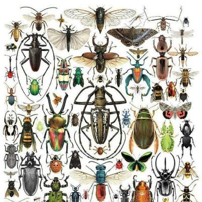 Agricultural Consultant | Plant Protection Specialist | MSc Entomology|ADQCCPCS.