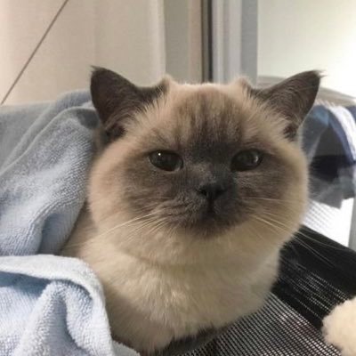 puppyplague's profile picture. studytwt 📚