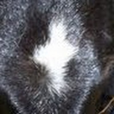 RagnarAstrid's profile picture. 