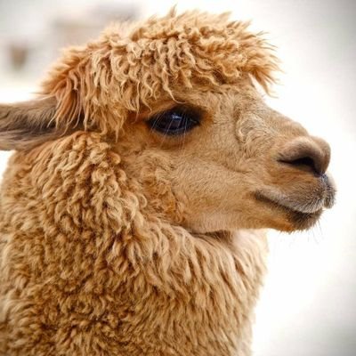 Prestige Millennial: Apex Procrastinator: Mediocre Cyber Takes Done Cheap: Security Editor @ComputerWeekly: Not Actually A Llama