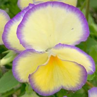 Birdtableseed (@birdtableseed) 's Twitter Profile Photo Birdtableseed (@birdtableseed) 's Twitter Profile Photo