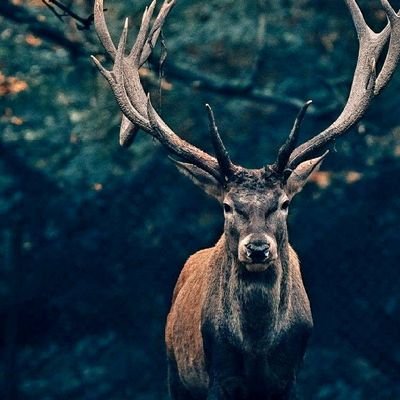 tofusnight's profile picture. tranquility...evenings...saturdays