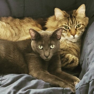 TracySh10494874's profile picture. 