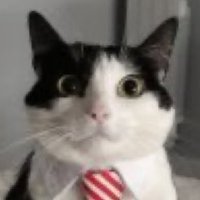 professional sexxer (@latenightcatad) 's Twitter Profile