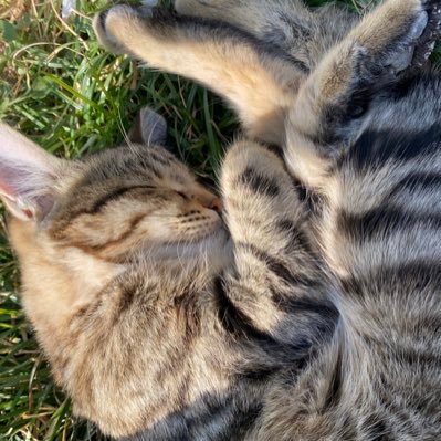 Amirbidom1's profile picture. برای ازادی