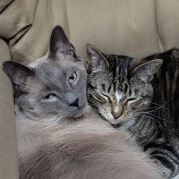 min_farshawt (@min_farshawt) 's Twitter Profile