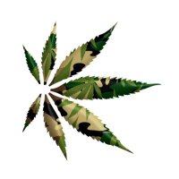 Cannabis Hort. Assoc (@cha_education) 's Twitter Profile Photo