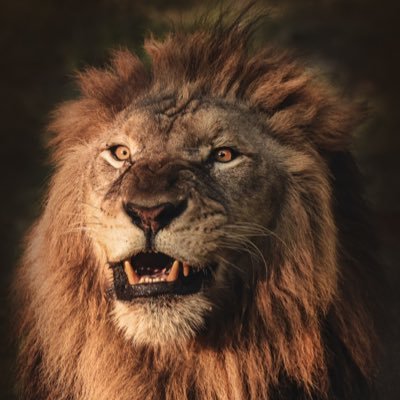 mrcsimon8's profile picture. 