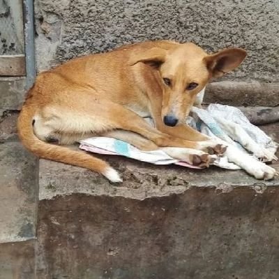 stay with help stray africa, care with us and continue supporting us for abetter treatment and sheltering our creatures