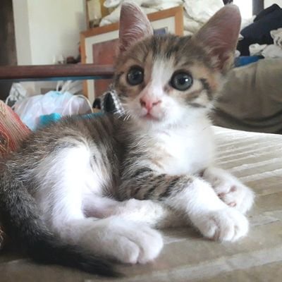 sunlight555555's profile picture. ישראל היא מדינת האפרטהייד היחידה בעולם שבה המדוכאים נלחמים לייבא את משפחתם מחול  כדי שייהנו מהדיכוי גם כן.