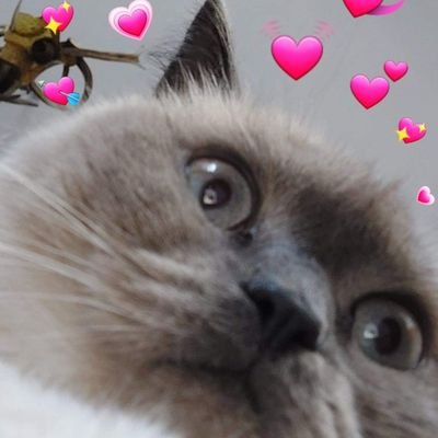 i meower kno wots goin on 🤷🏻♀️ verrryy confoosed 😳 completely befuddled 😳 4 yo ♀️🌻 chimkin enthusiast 🐥 i loaf u fren 🤍 momb's a she/her