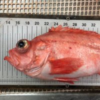 Fran González Carrión 🐟 (@fgonfishecol) 's Twitter Profile Photo Fran González Carrión 🐟 (@fgonfishecol) 's Twitter Profile Photo