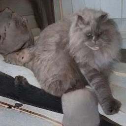 SpahisJ's profile picture. 