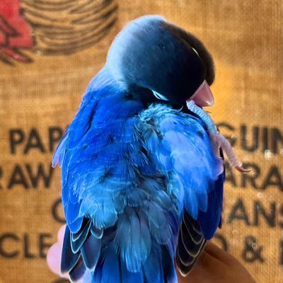 yurichick's profile picture. پرنده‌ای آبی در قلب من هست