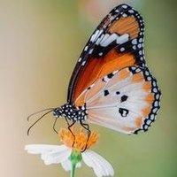 Mariposas y Bonsáis (@maripybonsais69) 's Twitter Profile Photo
