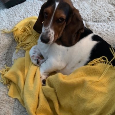 Wefacch's profile picture. True Conservative, Trumplican 100% and I absolutely Love our Country!🇺🇸🇺🇸🇺🇸🇺🇸🇺🇸🇺🇸🇺🇸🇺🇸🇺🇸🇺🇸🇺🇸🇺🇸