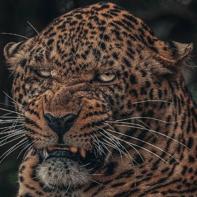 Grim_Odor's profile picture. Radical Lefty
Fan of dogs and animals in general